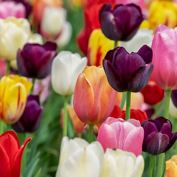 Photo de Pompes Funèbres Martin Demo