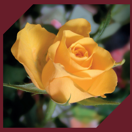 Photo de Test TEST